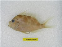 藏品(粗斑花鱸)的圖片